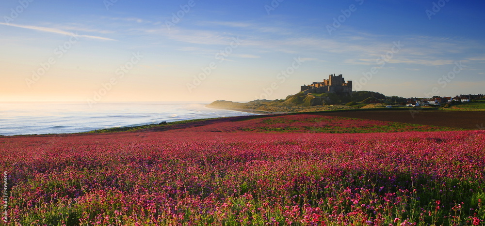 Bamburgh Castle & the pink Campions