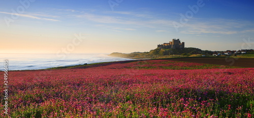 Bamburgh Castle & the pink Campions photo