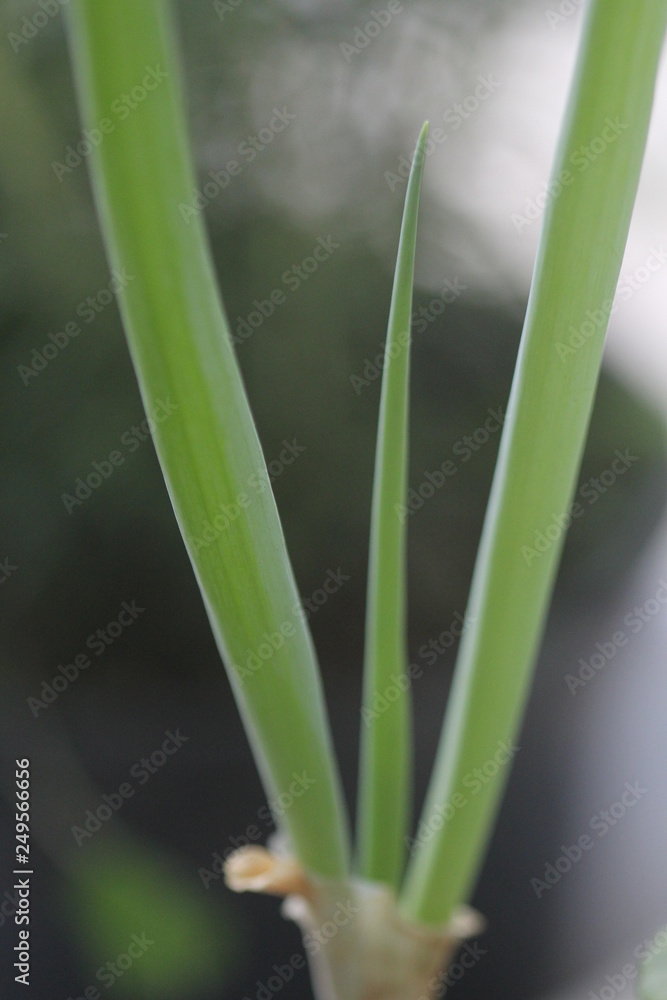 cebolinha, tempero orgânico cultivado em apartamento cebolinha, tempero orgânico cultivado em apartamento