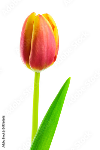 Tulip isolated on white background