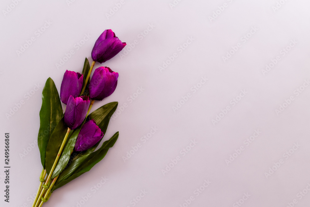 Violet Tulips Flowers spring background Violet Tulips Flowers spring background