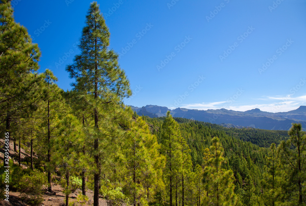 Gran Canaria, February