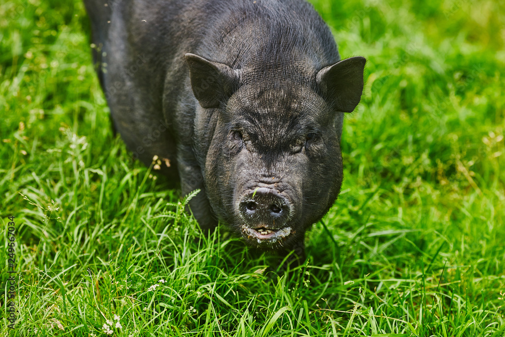 Cute fat pot-bellied pigs on free meadow of private farm Cute fat pot-bellied pigs on free meadow of private farm