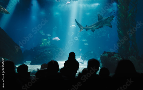 Kids During Underwater Life Class in Oceanarium. Children Watching Fish. Teacher Showing Sharks, Rays, Sunfish, Mantas