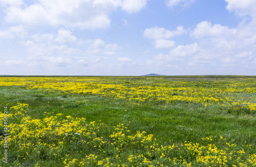 Blooming rapeseed field 