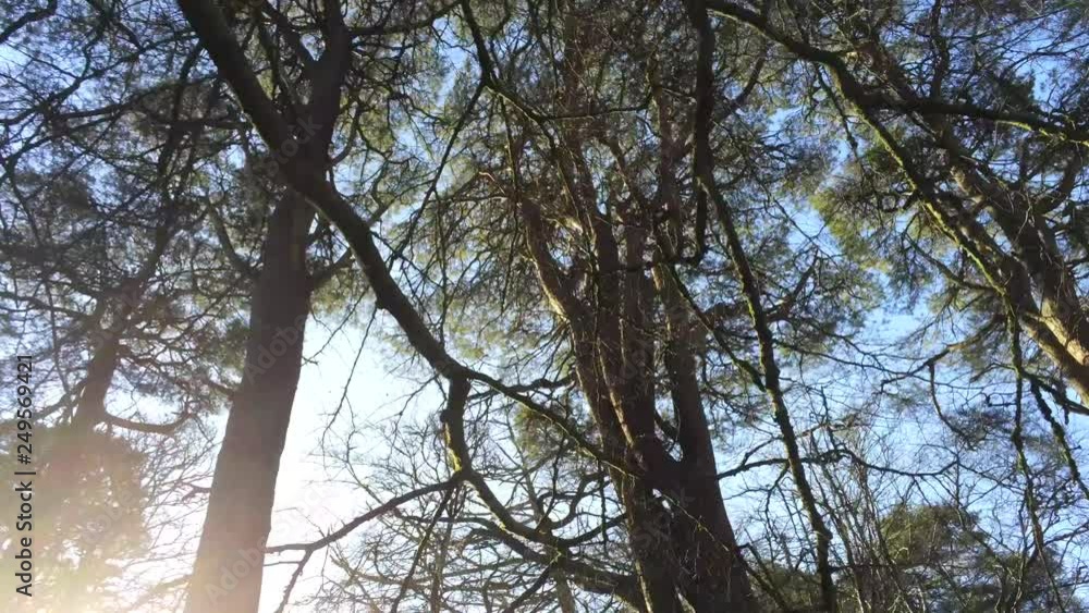 Looking up at the canopy of the trees as from a walkers point of view Looking up at the canopy of the trees as from a walkers point of view