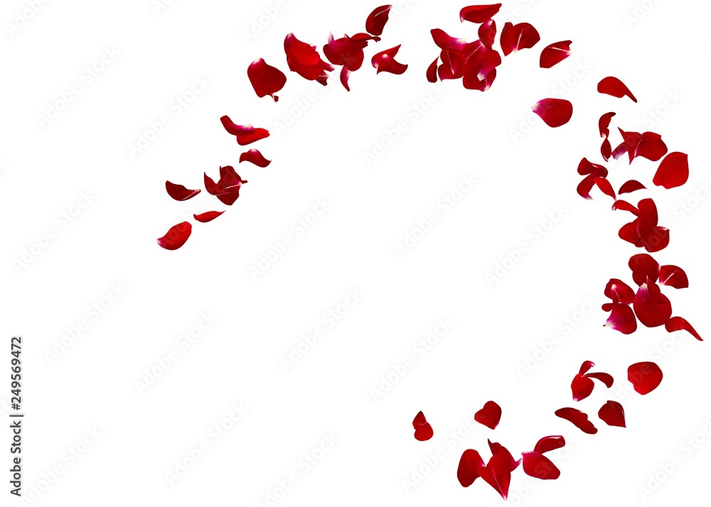 Red rose petals fly in a circle. The center free space for Your photos or text Red rose petals fly in a circle. The center free space for Your photos or text