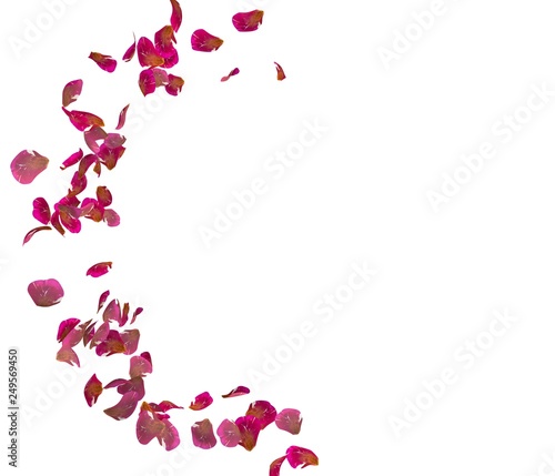 Red rose petals fly in a circle. The center free space for Your photos or text