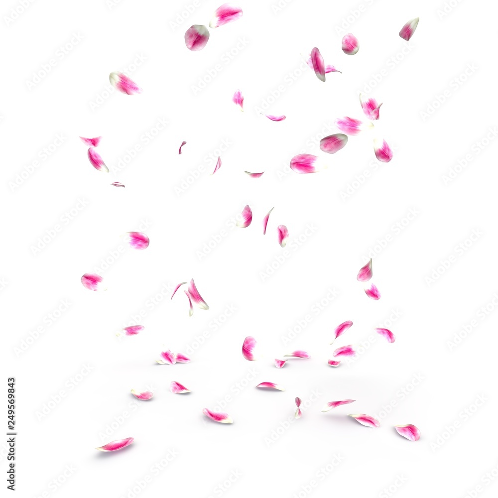 Tulip petals fall beautifully on the floor Tulip petals fall beautifully on the floor