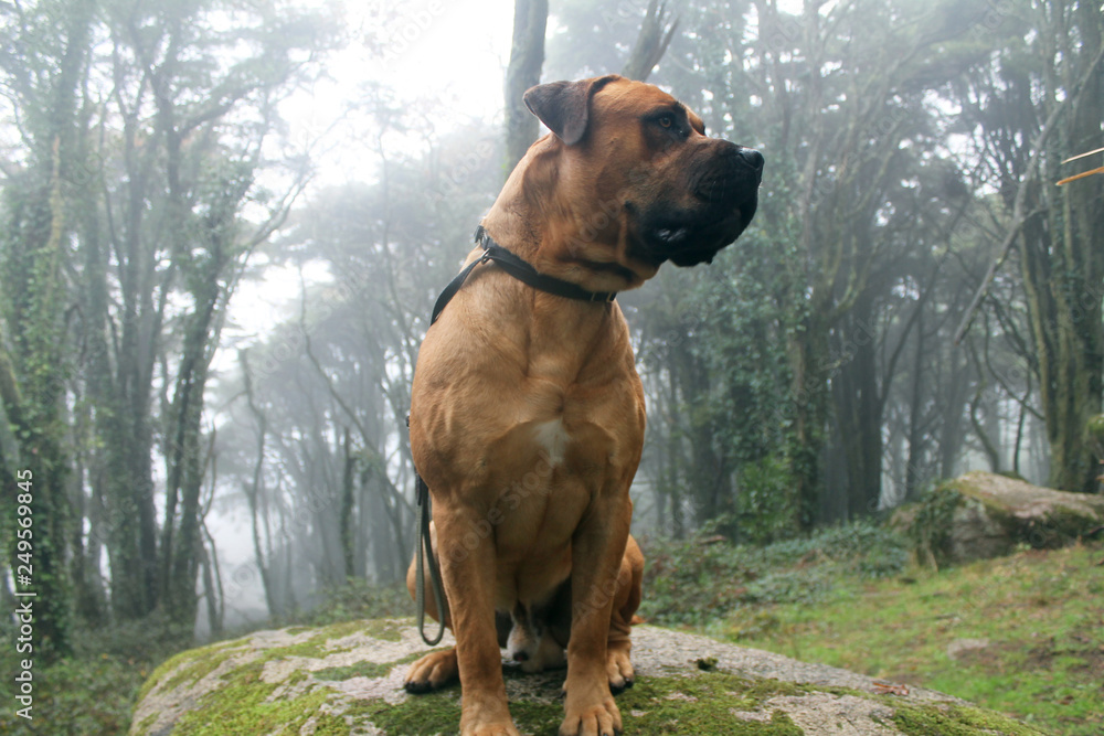 Big Dog (Boerboel Breed) sitting in a big rock in the middle of a Beautiful green forest Big Dog (Boerboel Breed) sitting in a big rock in the middle of a Beautiful green forest