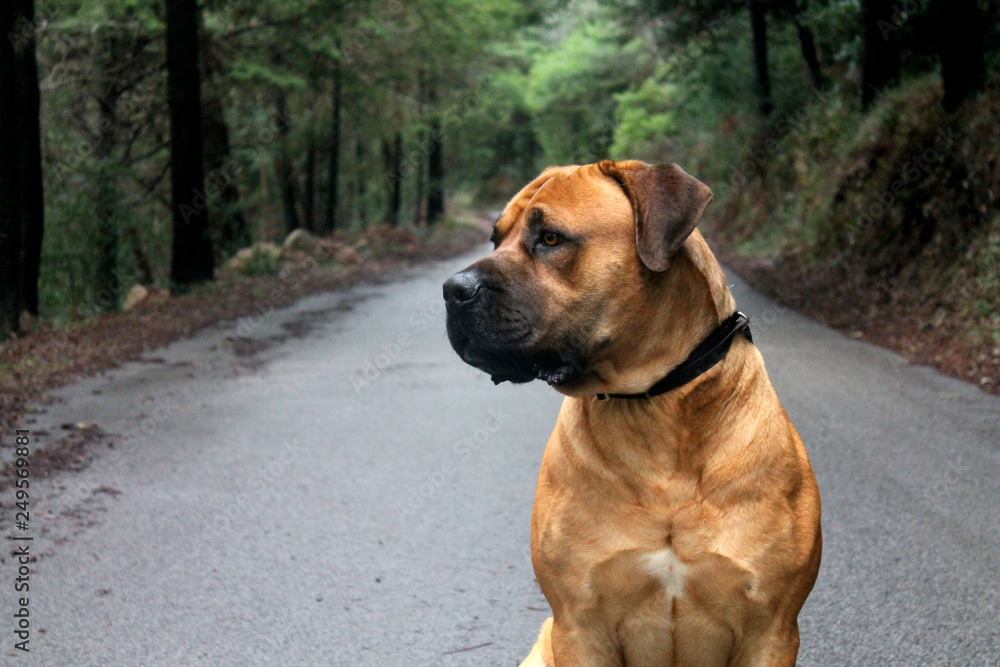 Big Dog (Boerboel Breed) sitting in the middle of a road with a beautiful green forest background
