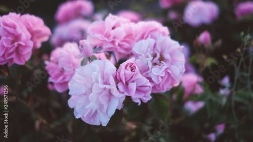 Tea roses close up