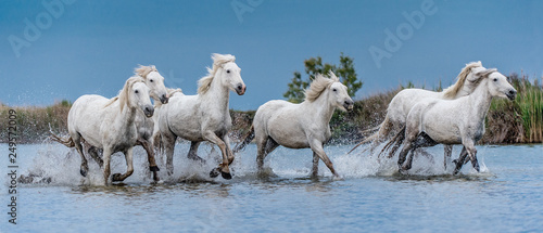Fototapeta Naklejka Na Ścianę i Meble -  White Camargue Horses galloping on the water.