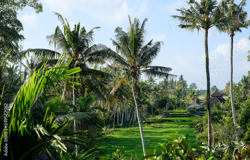 Jungle of palm trees in tropical Ubud  Bali  Indonesia