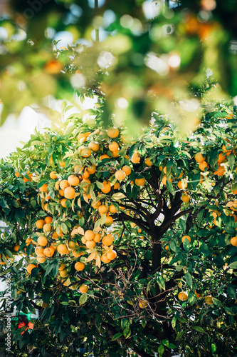 Fantastic sunny Spain. Tangerine trees with ripe  tangerines