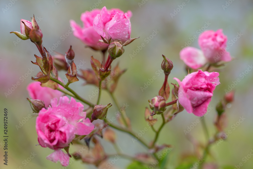 Pink roses with morning dew