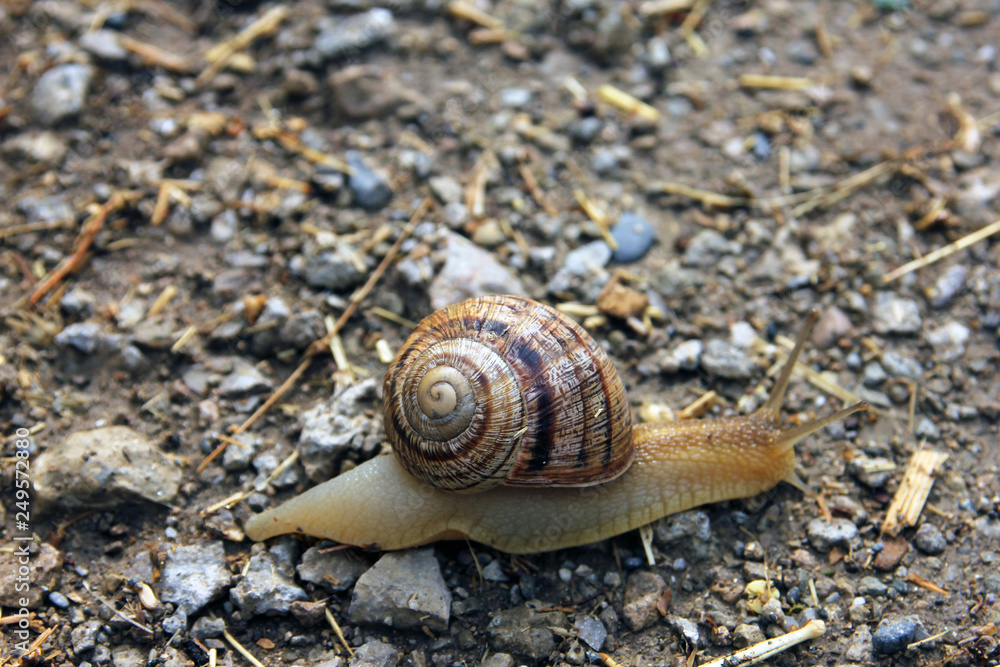 brown snail round shell with stripes and with long horns crawling on soil ground closeup brown snail round shell with stripes and with long horns crawling on soil ground closeup