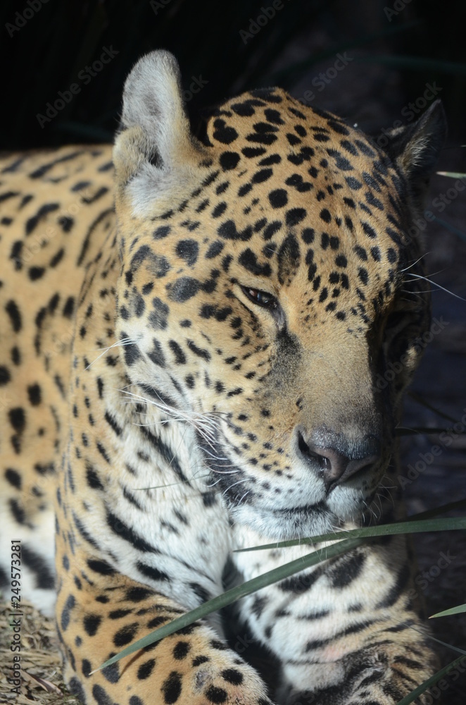 Fototapeta premium Leopardo triste