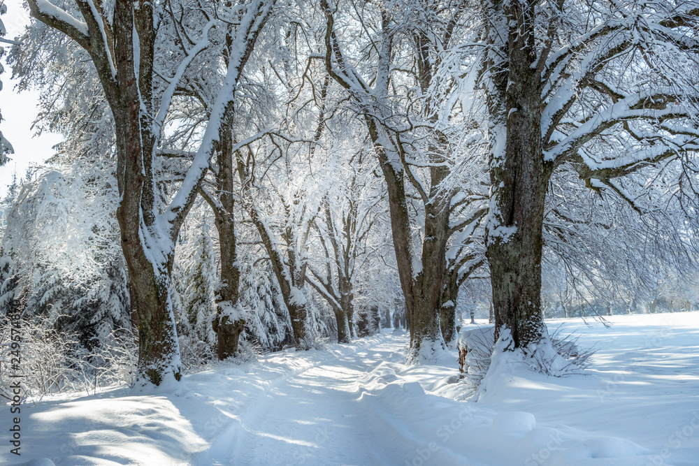 Schneebedeckte Bäume im Winter