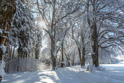 Schneebedeckte Bäume im Winter © pwmotion