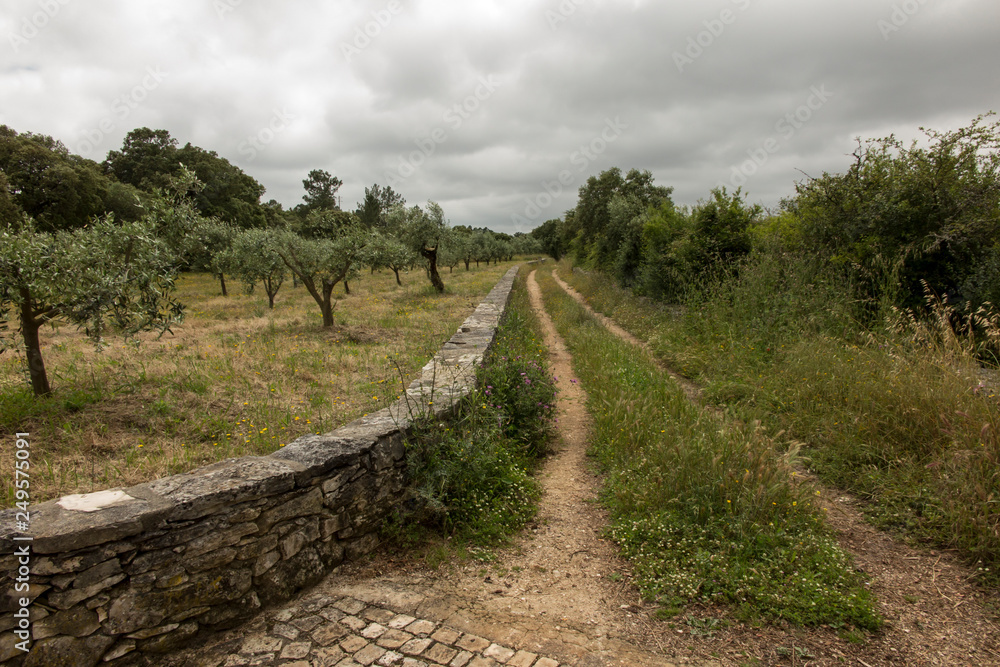 a country road among fields with olive trees in Portugal,