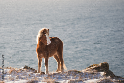 Fototapeta Naklejka Na Ścianę i Meble -  beautiful icelandic horse on the edge of the cliff overlooking the sea on a sunny morning