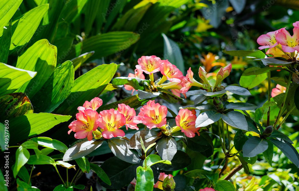 Blooming Alstroemeria in the garden Blooming Alstroemeria in the garden