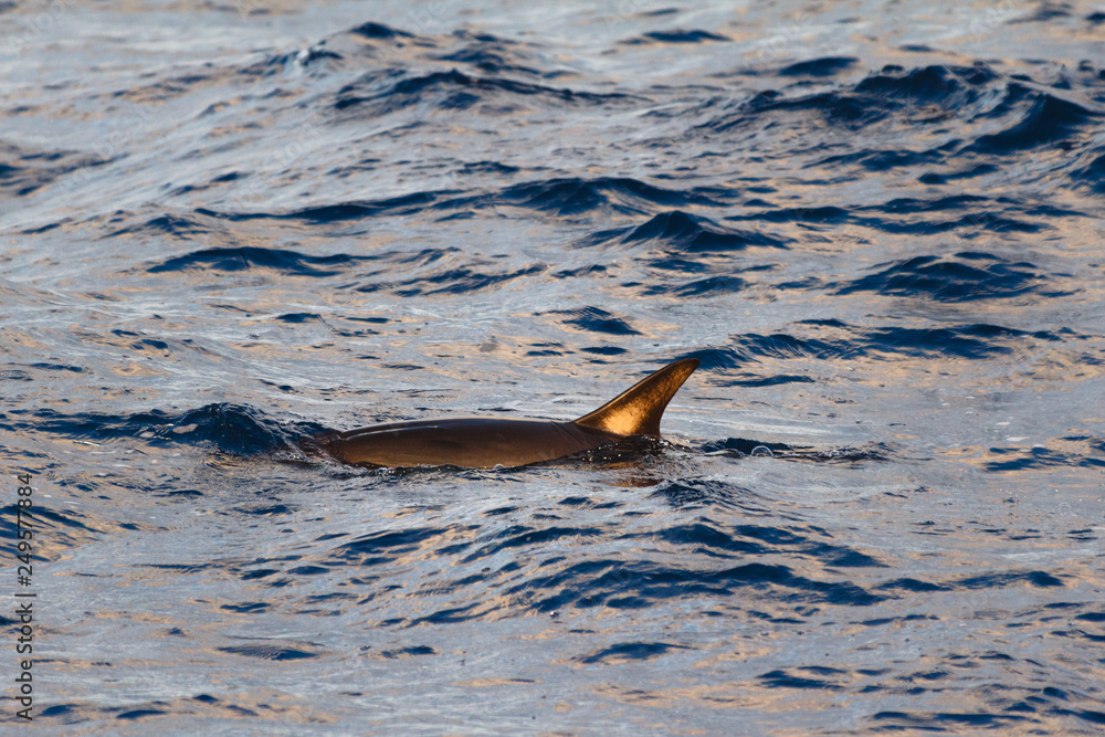 Obraz premium Cetaceans or Marine mammals swimming in the peaceful region of Azores and Madeira in the middle of the Atlantic Ocean