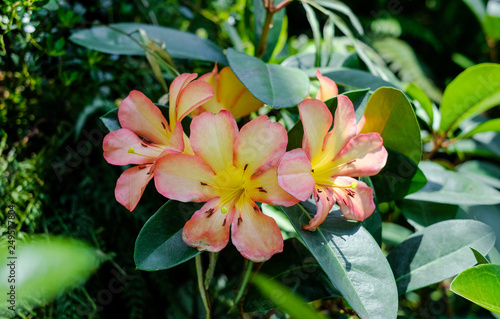 Wallpaper Mural Blooming Alstroemeria in the garden Torontodigital.ca