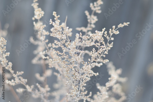 branch of a tree in winter © София Семыкина