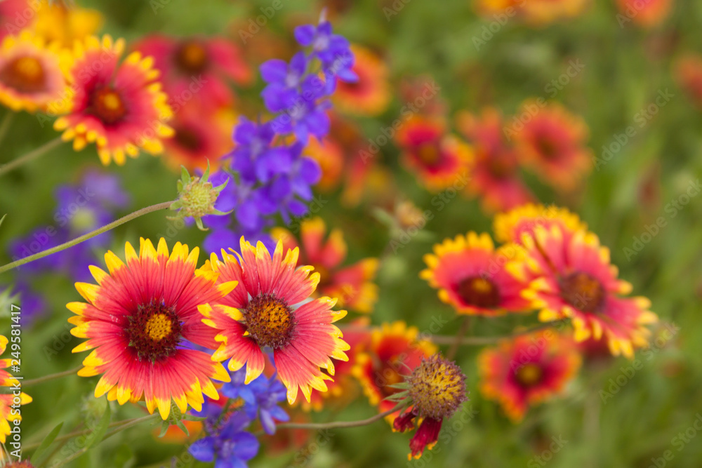 blanketflower gaillardia larkspur blanketflower gaillardia larkspur