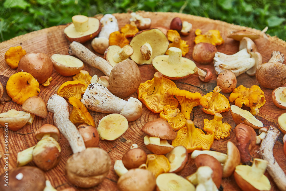Wooden platter of mixed forest mushrooms mostly suillus, leccinum and chanterelle Wooden platter of mixed forest mushrooms mostly suillus, leccinum and chanterelle