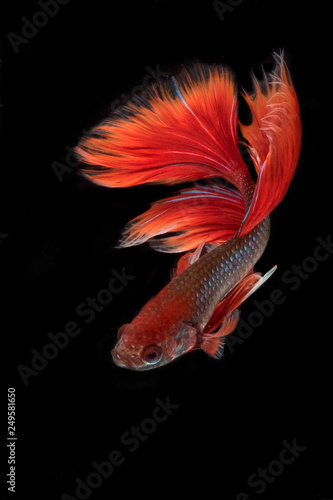red betta fish with black background