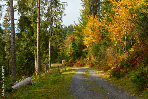 The gravel forest road among the yellow autumn trees near Wengen village in Switzerland.