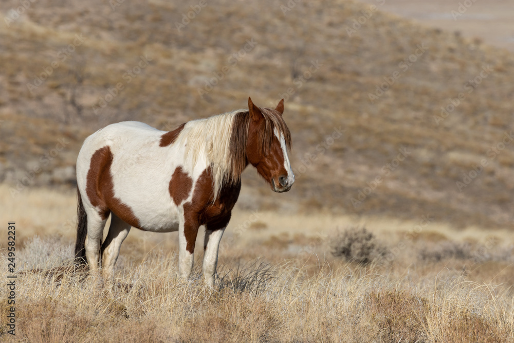 Beautiful Wild Horse in the Utah Desert in Winter Beautiful Wild Horse in the Utah Desert in Winter