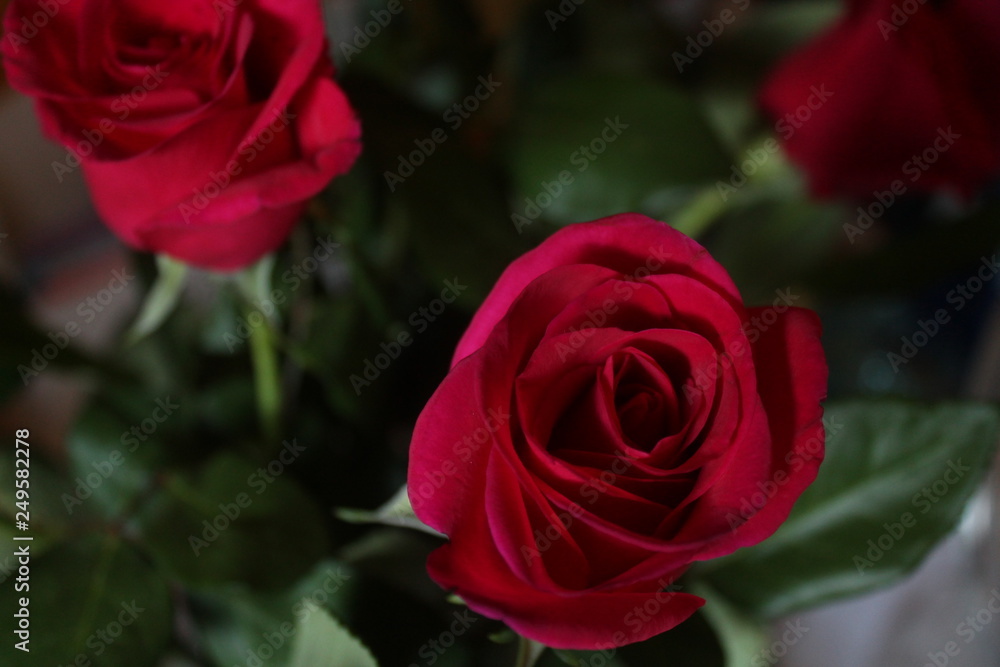Fototapeta premium Rosen in Rot