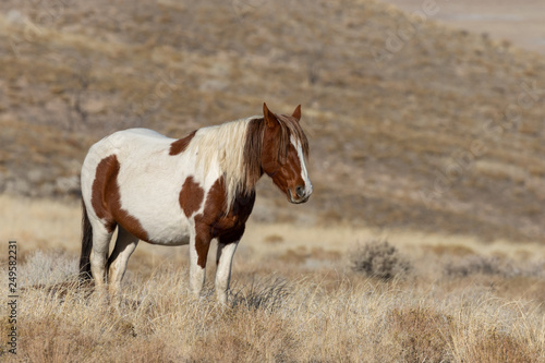 Beautiful Wild Horse in the Utah Desert in Winter