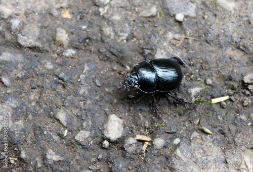 Wallpaper Mural Mistkäfer Torontodigital.ca