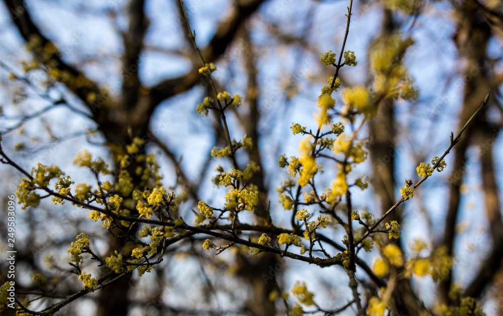 Flowering dogwood tree Flowering dogwood tree