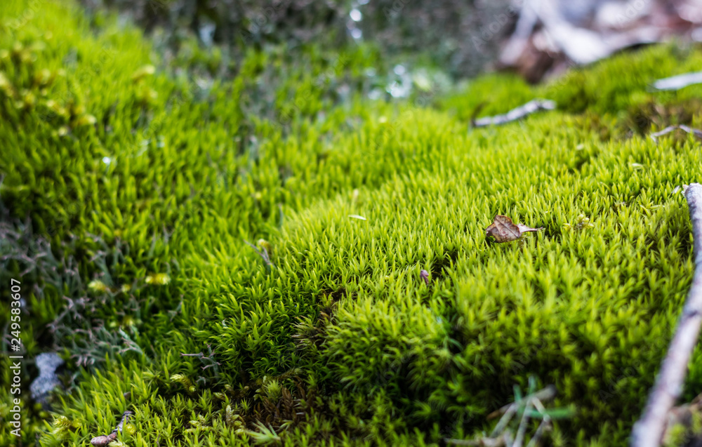 Texture of moss on the tree Texture of moss on the tree