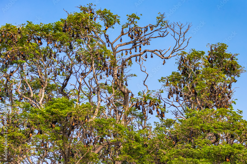 Fruit bat trees (Flying fox). Tissamaharama, Sri Lanka. Fruit bat trees (Flying fox). Tissamaharama, Sri Lanka.