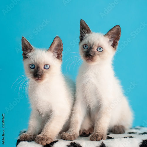 Two beautiful blue-eyed Siamese kitten
