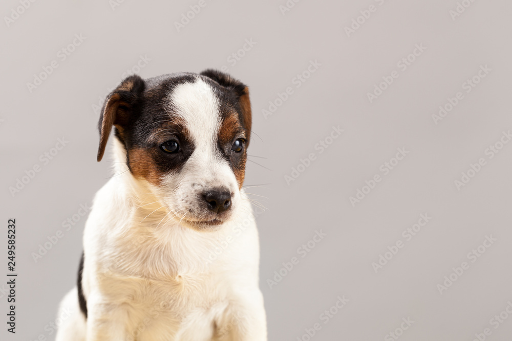 Cute portrait dog Jack Russell Terrier puppy  on a gray background in studio