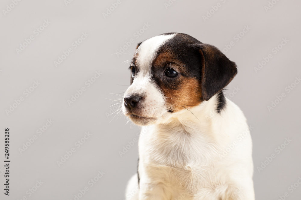 Cute portrait dog Jack Russell Terrier puppy  on a gray background in studio