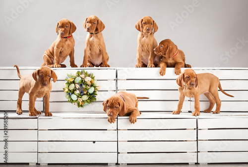 Cute, funny puppies dog vizslas vintage composition in studio