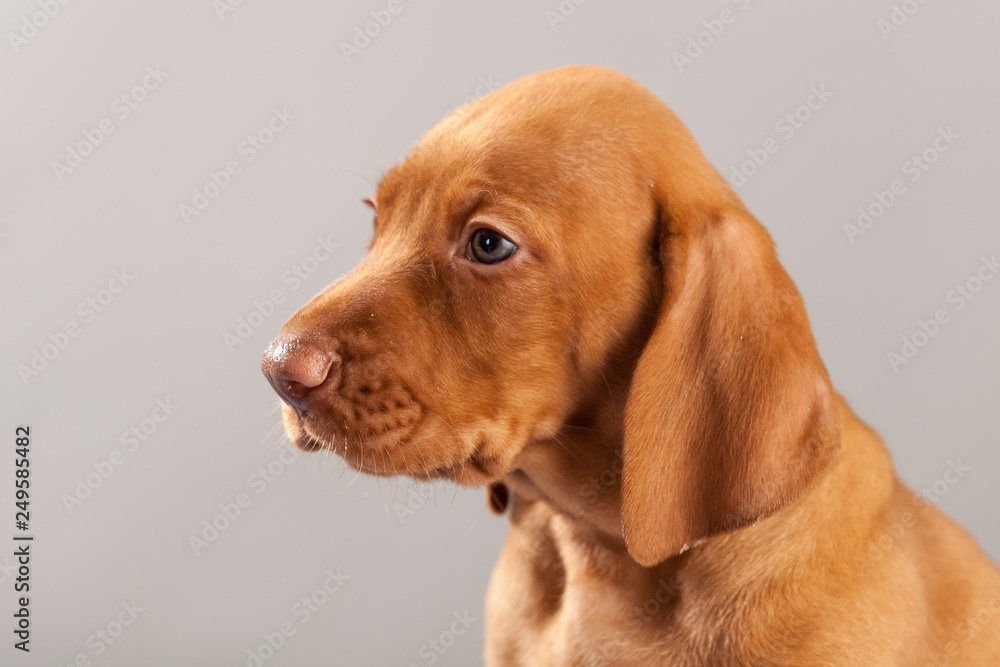 Cute portrait dog vizsla puppy on a gray background in studio Cute portrait dog vizsla puppy on a gray background in studio