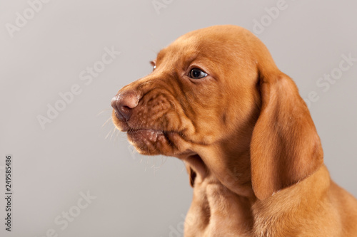 Cute portrait dog vizsla puppy on a gray background in studio