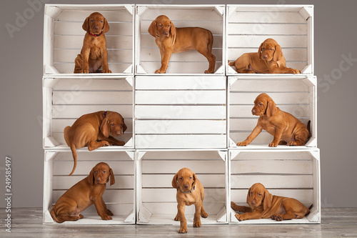 Cute, funny puppies dog vizslas vintage composition in studio