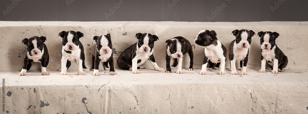 Litter of cute boston terriers puppies in composition - obrazy, fototapety, plakaty 
