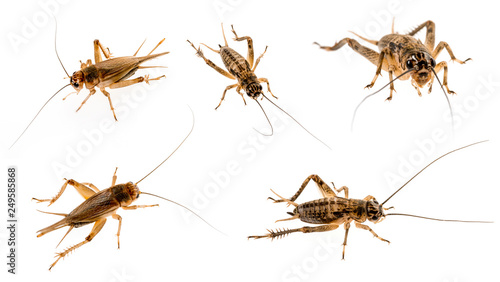 cricket - Gryllus assimilis - feeding insects - set / collection